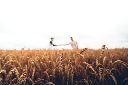 Deux individus se tenant la main au milieu d’un champ de blé.