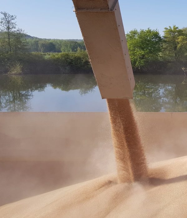 Un élévateur à grains déverse des céréales.