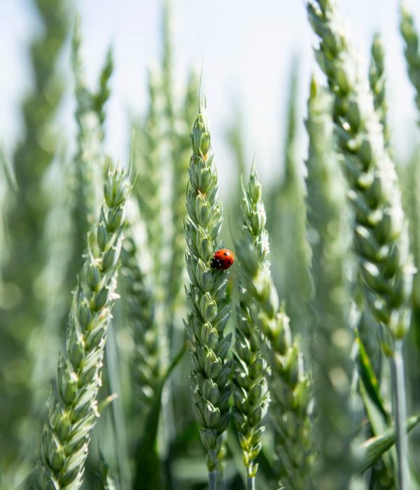 Une coccinelle se repose sur une tige de blé.