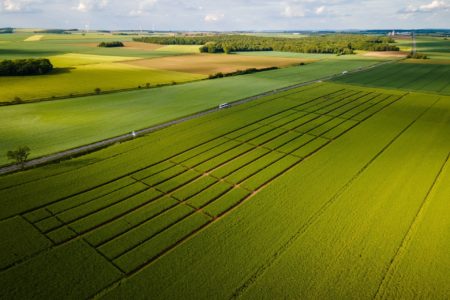 Vue aérienne d’un champ avec des rangées de cultures vertes.