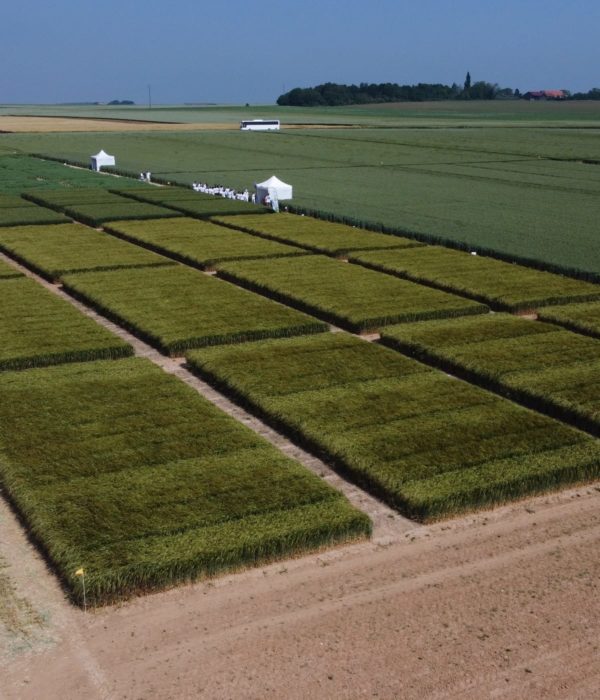 Vue aérienne d’un champ avec des rangées d’herbe verte.