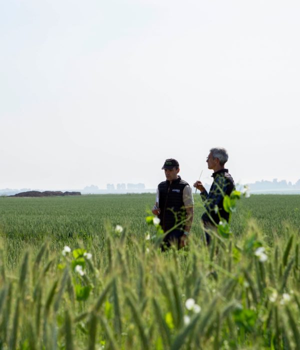 Deux hommes debout dans un champ de blé.